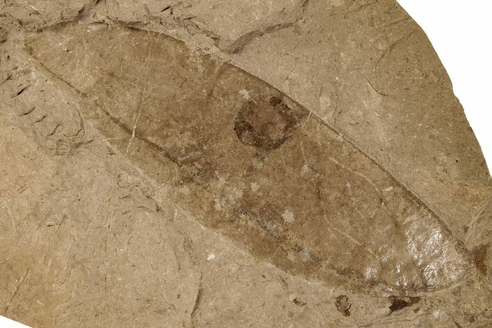 Miocene Fossil Legume Pod - Idaho #189556